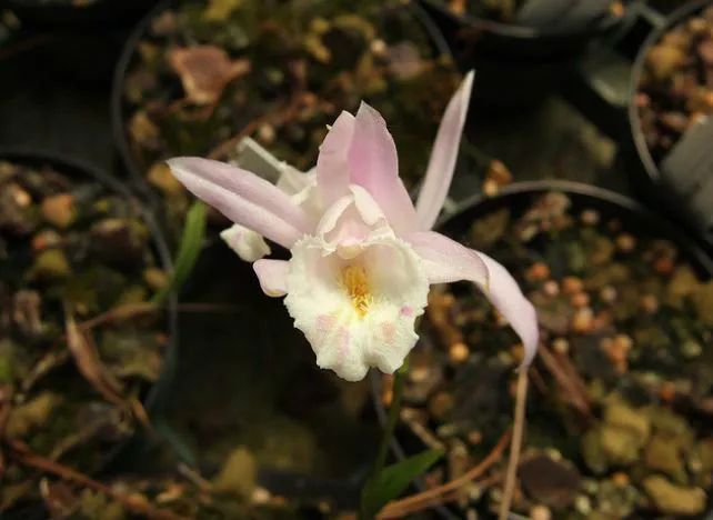 国家二级保护野生植物"冰球子",很"刑"