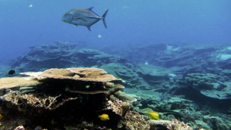 研究显示：随着海洋变暖，温带珊瑚礁物种濒临灭绝