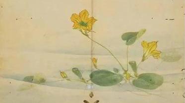 《毛诗草木鸟兽虫鱼疏广要》：一部不可多得的《诗经》名物学著作