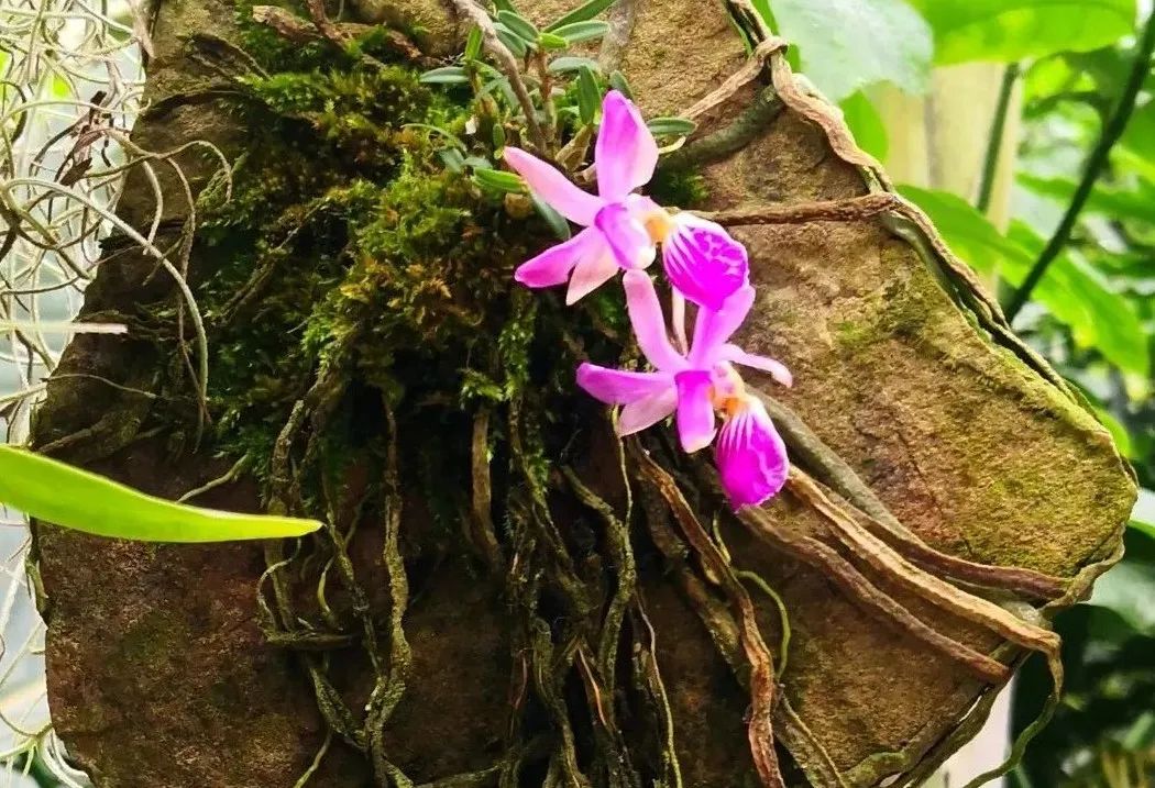 令人心动的那一抹紫色——华西蝴蝶兰_澎湃号·政务_澎湃新闻-the