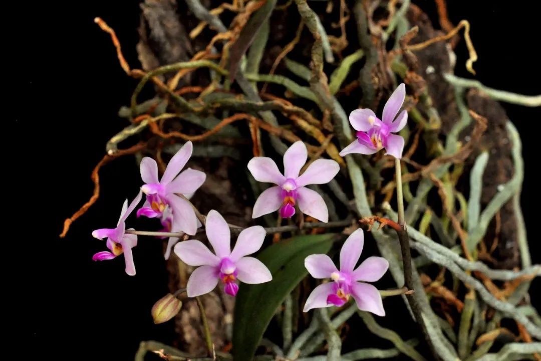 令人心动的那一抹紫色——华西蝴蝶兰_澎湃号·政务_澎湃新闻-the