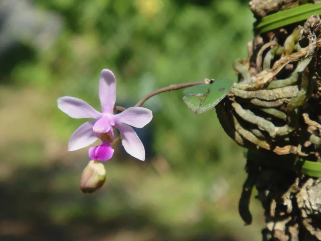 令人心动的那一抹紫色——华西蝴蝶兰_澎湃号·政务_澎湃新闻-the
