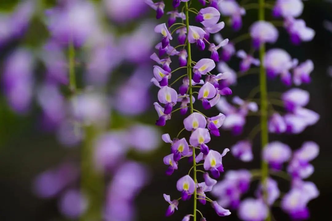 紫藤花盛开