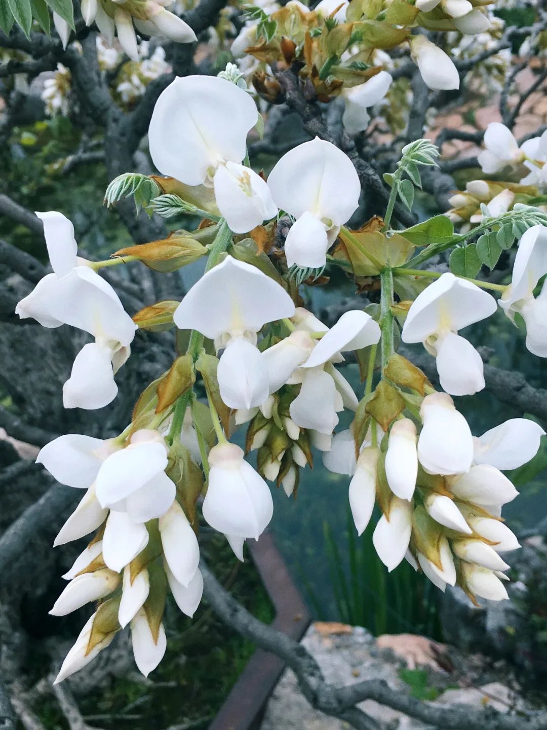 银花藤别名图片