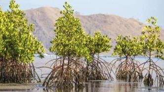 二氧化碳换甲烷？沿海碳汇有多复杂