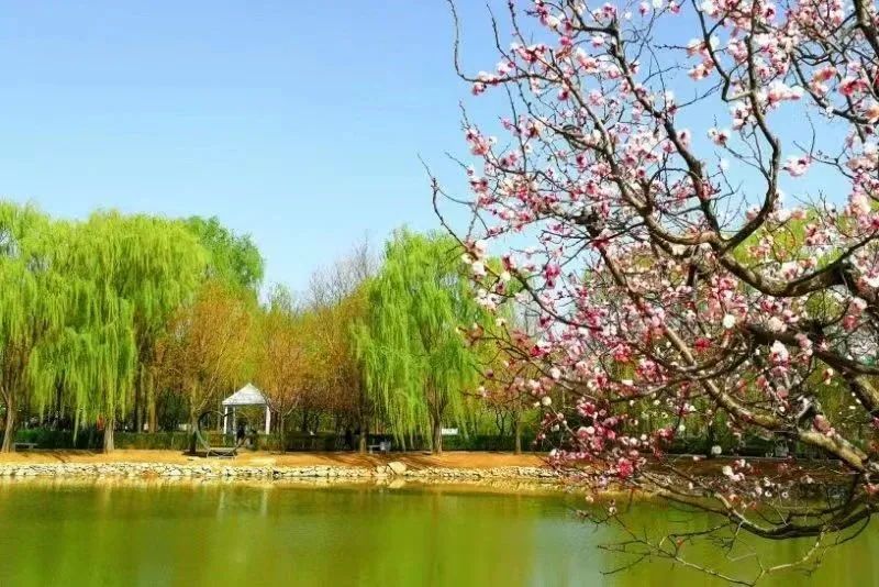 营口市熊岳镇植物园春日好风光