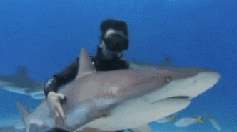 鲨鱼，有多可怕？