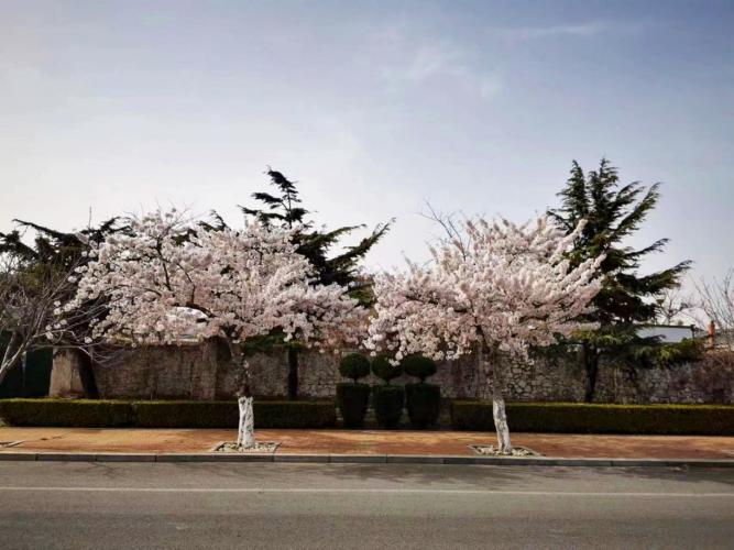 今年樱花季大连旅顺太阳沟文化产业园区管委会还为市民游客准备了丰富