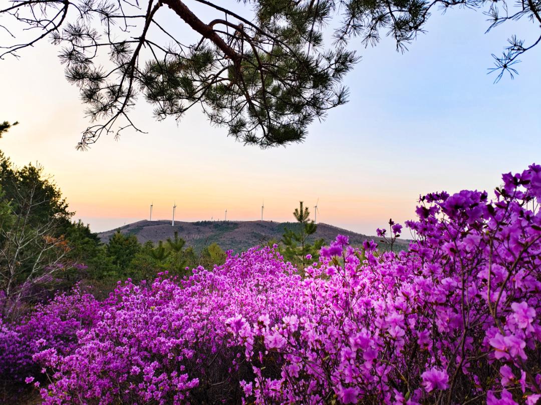 紫云岭达子香文学艺术云展(4)兴安杜鹃花诗歌专辑