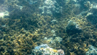 新研究：珊瑚骨架的存在会影响珊瑚礁白化后的恢复