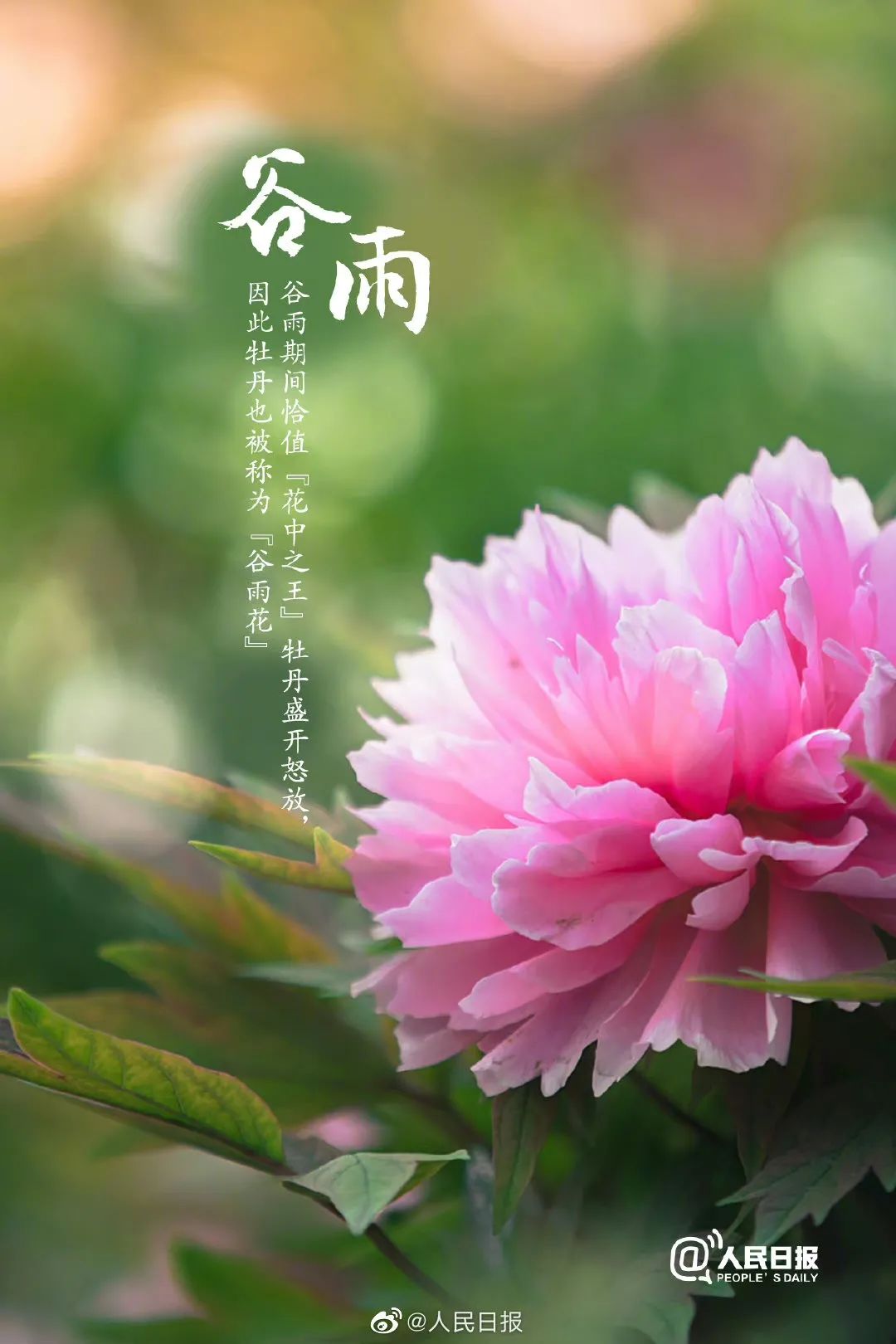 今日,谷雨_澎湃号·政务_澎湃新闻-The Paper