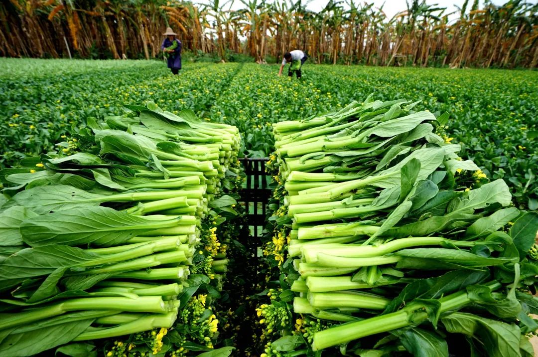 澎湃号·政务_澎湃新闻-the paper