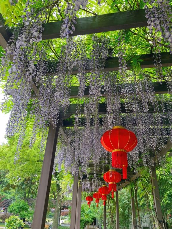 二十四节气| 谷雨,是春天的最后一次回眸_澎湃号·湃客_澎湃新闻-The Paper