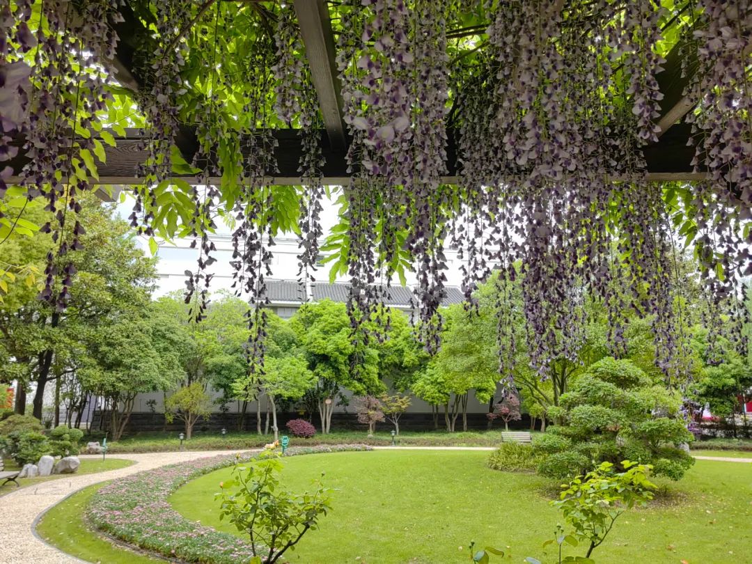 二十四节气| 谷雨,是春天的最后一次回眸_澎湃号·湃客_澎湃新闻-The Paper