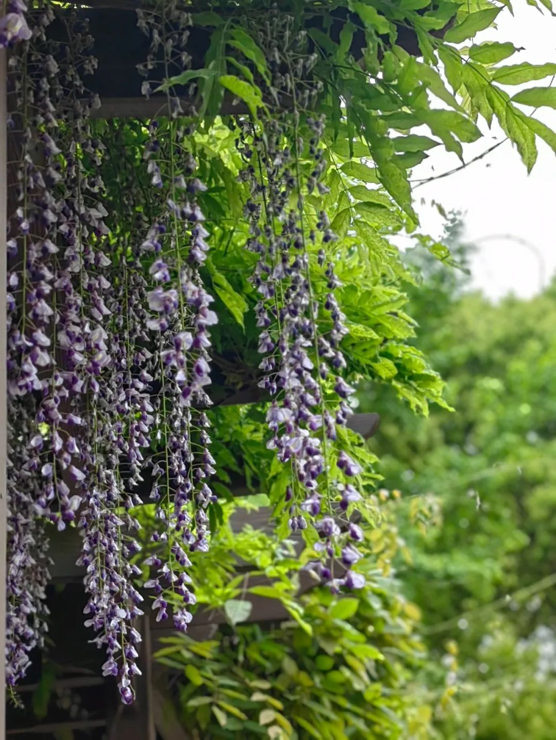 二十四节气| 谷雨,是春天的最后一次回眸_澎湃号·湃客_澎湃新闻-The Paper