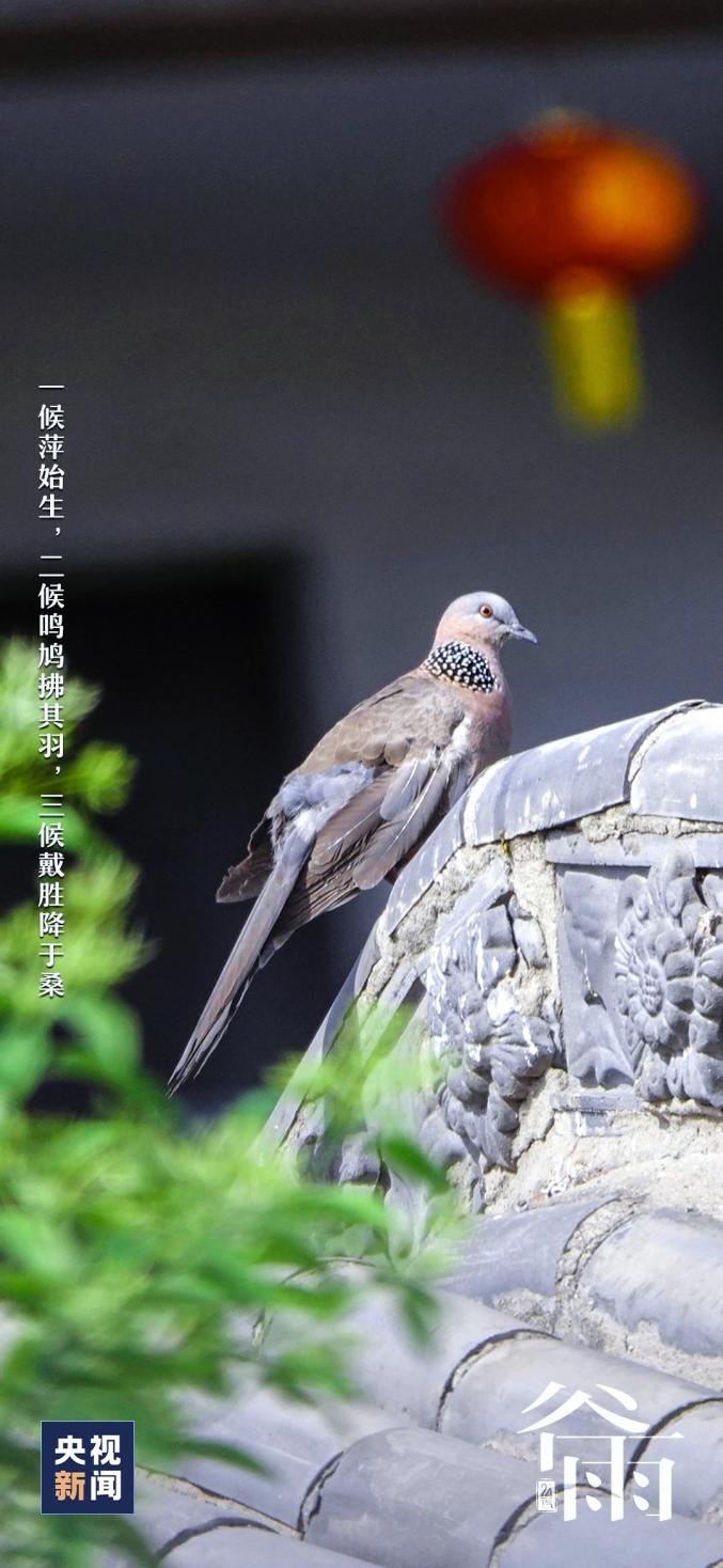 今日谷雨 | 雨生百谷，万物逢时_澎湃号·政务_澎湃新闻-The Paper