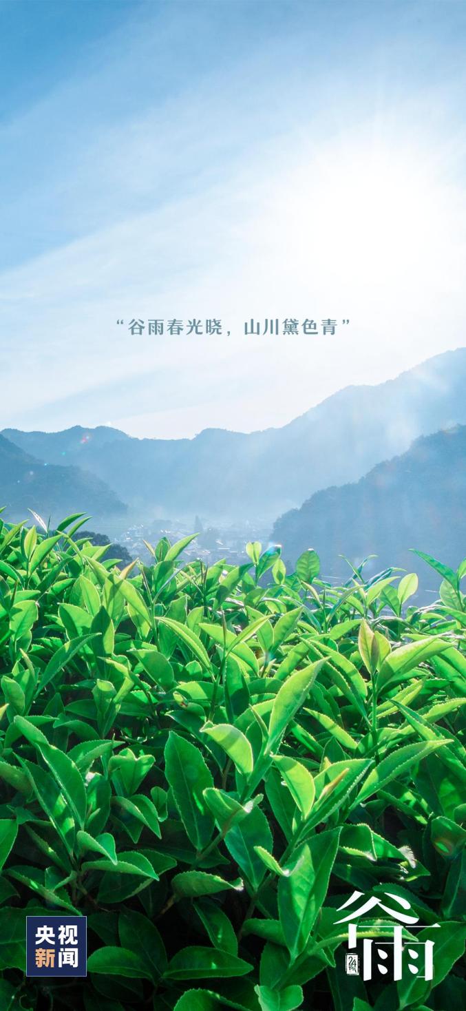 今日谷雨_澎湃号·政务_澎湃新闻-The Paper