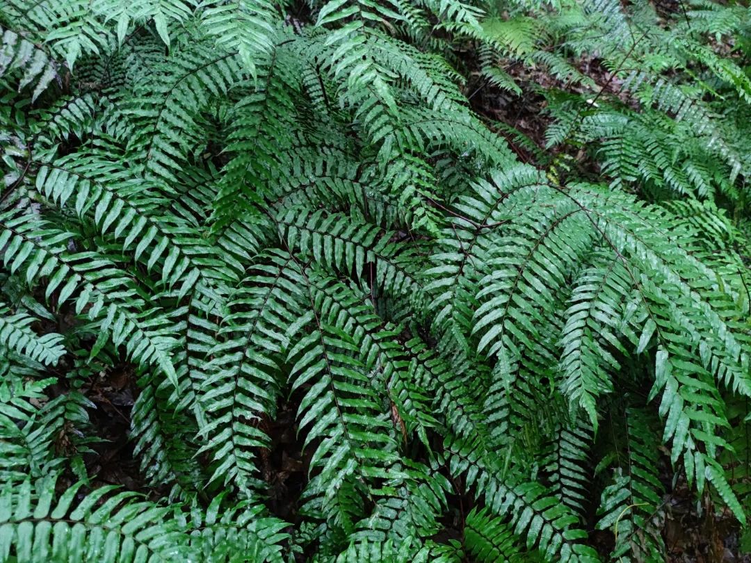 黑桫椤金毛狗其根状茎入药时称金毛狗脊,据《神农本草经》中记载:其味