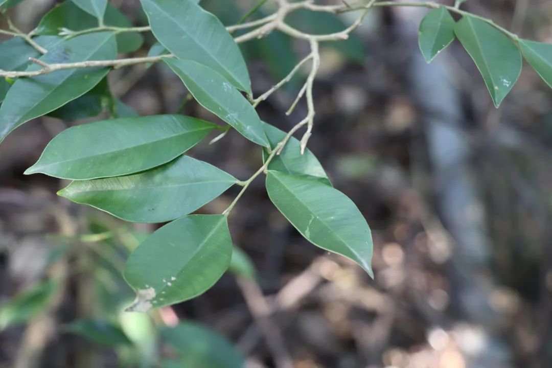药理功效土沉香是治胃病药,行气止痛;温中降逆;纳气平喘.