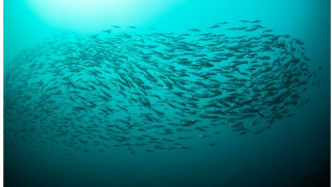 鲭鱼被列入“避免食用的鱼类”，英国海洋保护协会更新《好鱼指南》环境可持续性评级