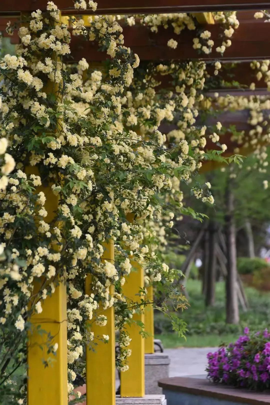 繁花满枝,四月的奉贤,木香花盛开_澎湃号·政务_澎湃新闻-the paper