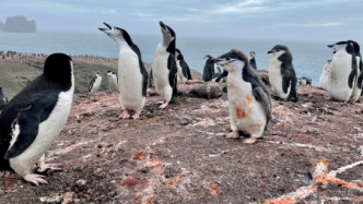 因帽带企鹅种群数量下降，南大洋铁回收减半