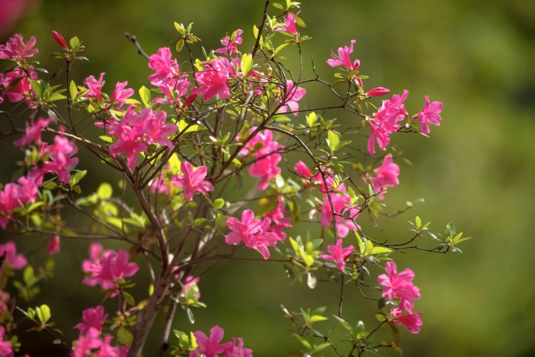 杜鹃花（杜鹃花古诗翻译） 第1张