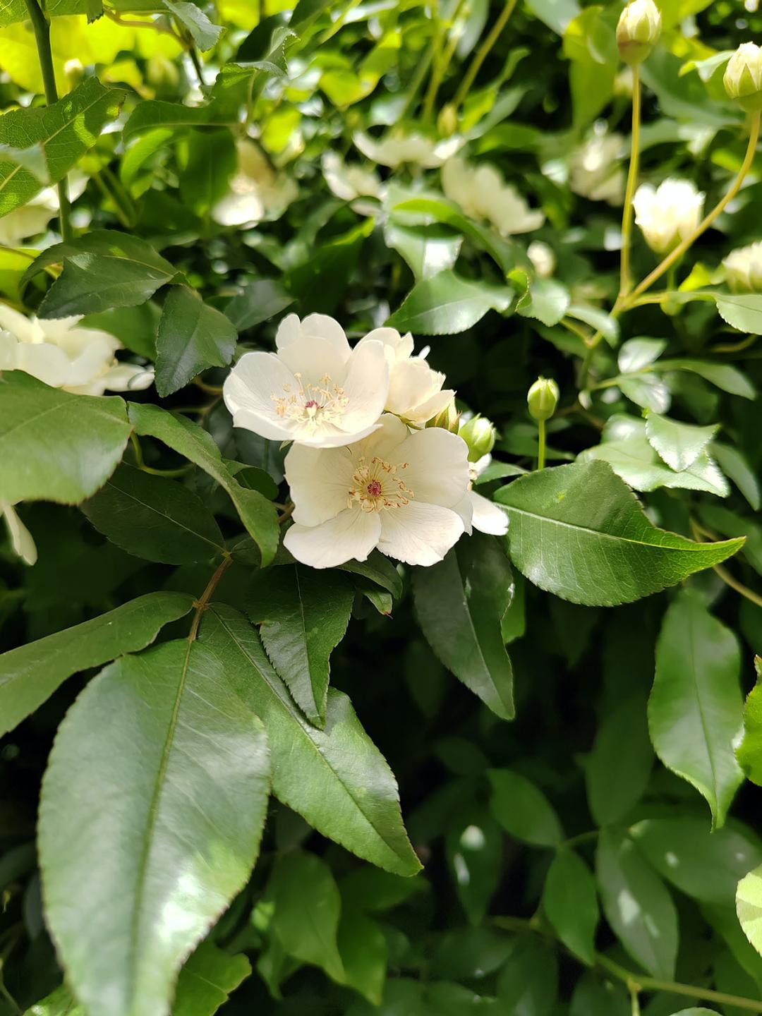 山木香花图片图片