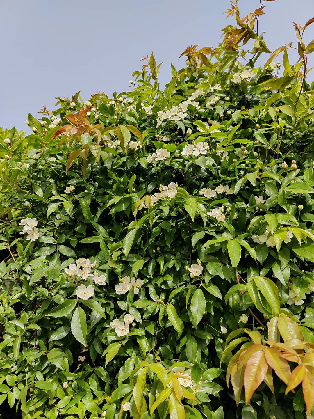 山木香花图片图片