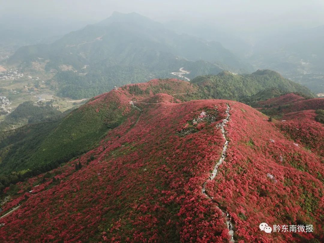 丹寨龙泉山景区杜鹃花开迎客来