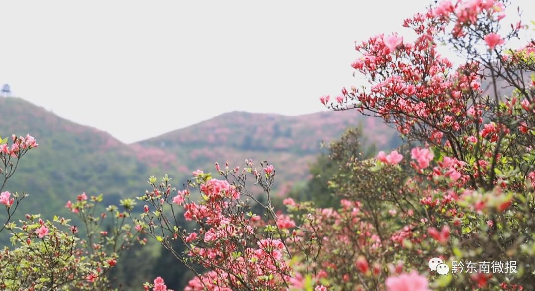 丹寨龙泉山景区杜鹃花开迎客来