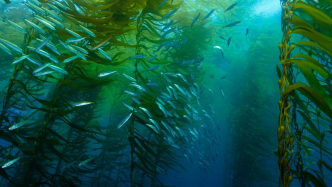 海藻养殖，公益组织也投资？