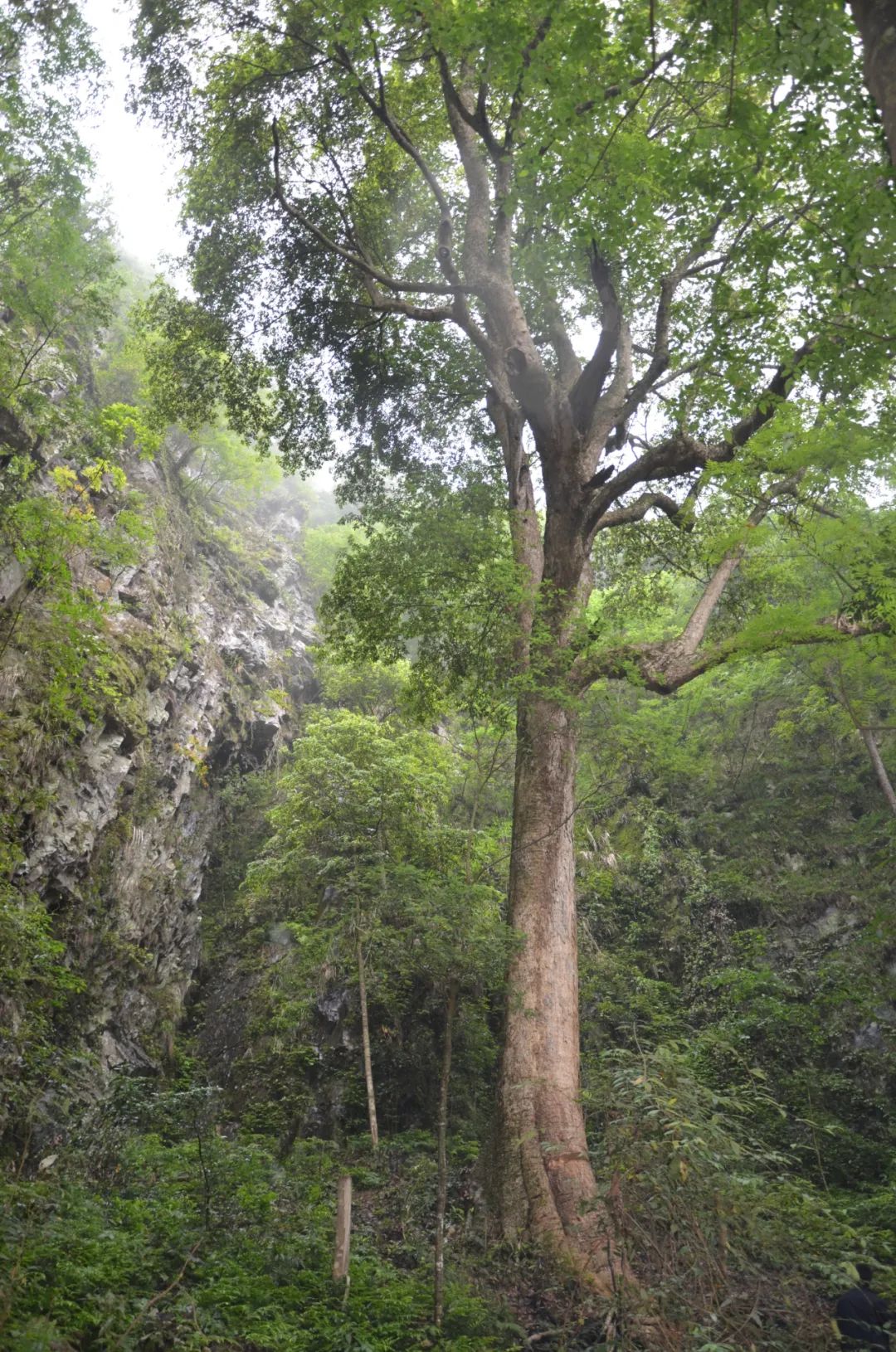 实属罕见！贵州发现千年金丝楠木，树龄超1300年，堪称亚洲楠木王_思南县