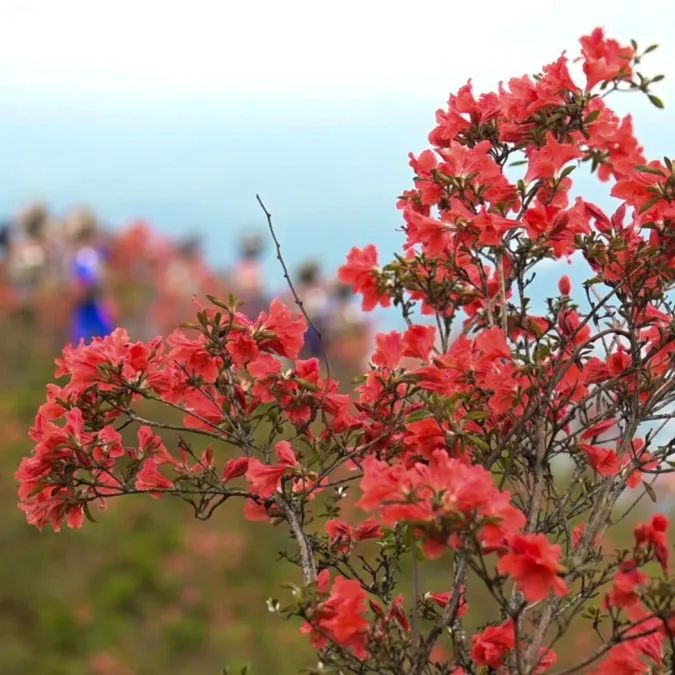 松桃飛靈山上紅豔豔朵朵花開引客來