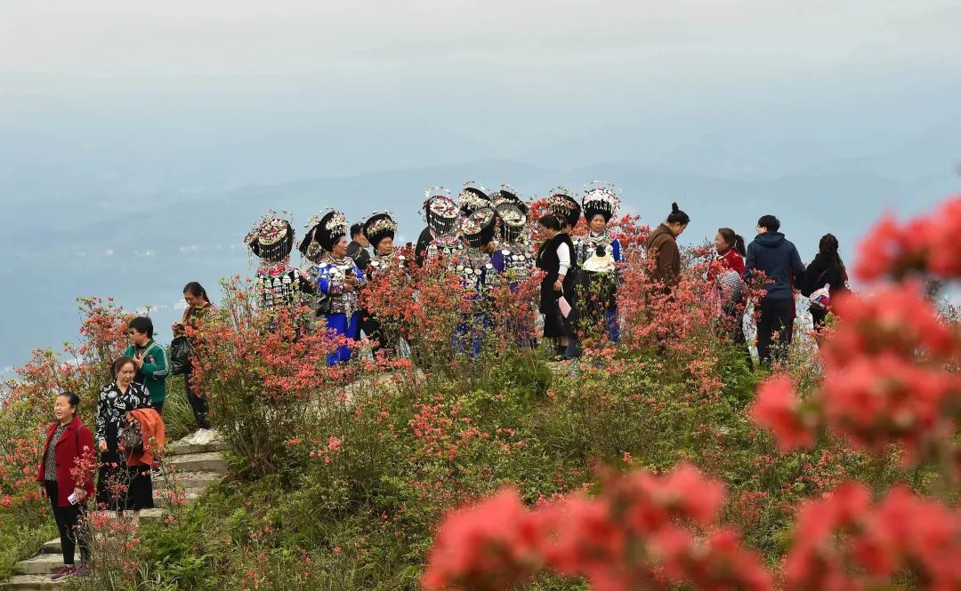 松桃飛靈山上紅豔豔朵朵花開引客來