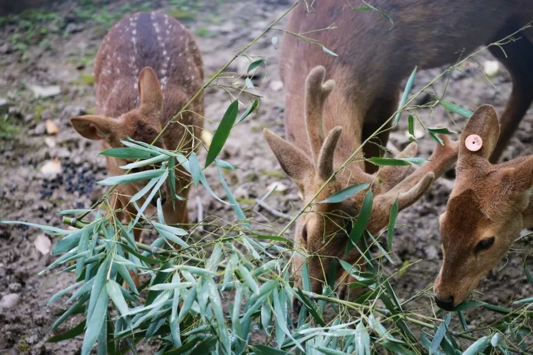 分享丨斑点小"猪"双满月啦,"小短腿"跑挺快_澎湃号·政务_澎湃新闻