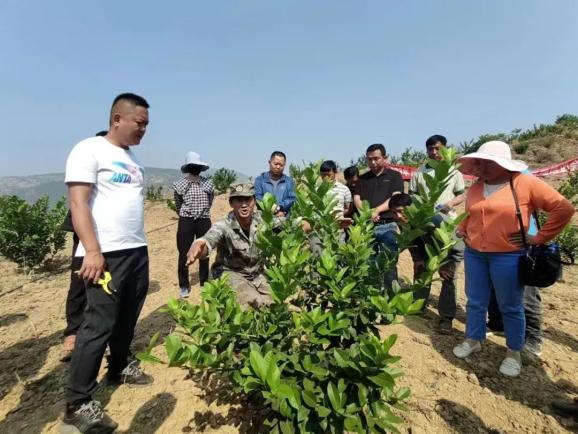 乡村振兴青华乡破瓶颈争上游柠檬产业发展有盼头