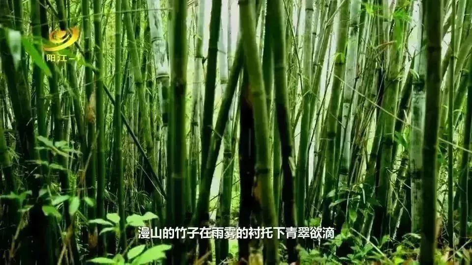 純銅 長寿星 招財、増寿風水神像の置物5-