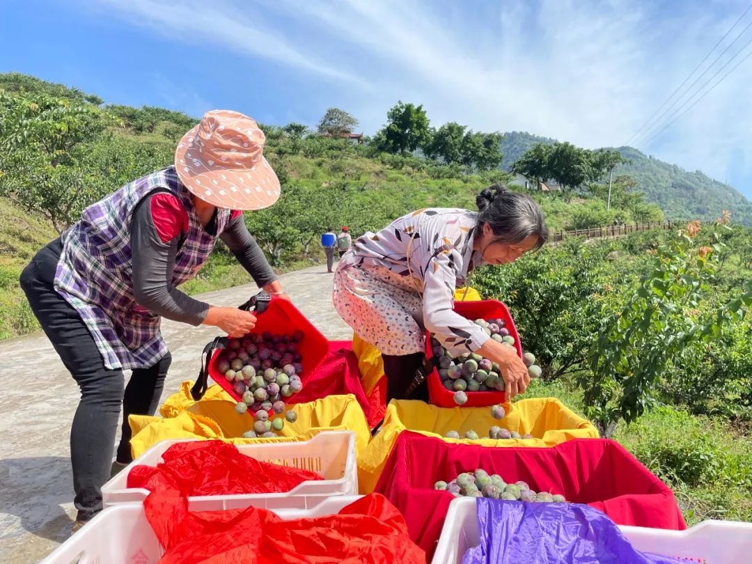 全国劳模杨蕊铭:荒山种出"致富果"_澎湃号·政务_澎湃新闻-the paper