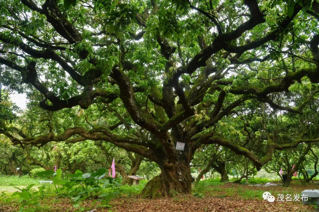 古荔芳华·茂名古荔系列 ③ | 禄段古荔园:全国首个"五化"智慧果园