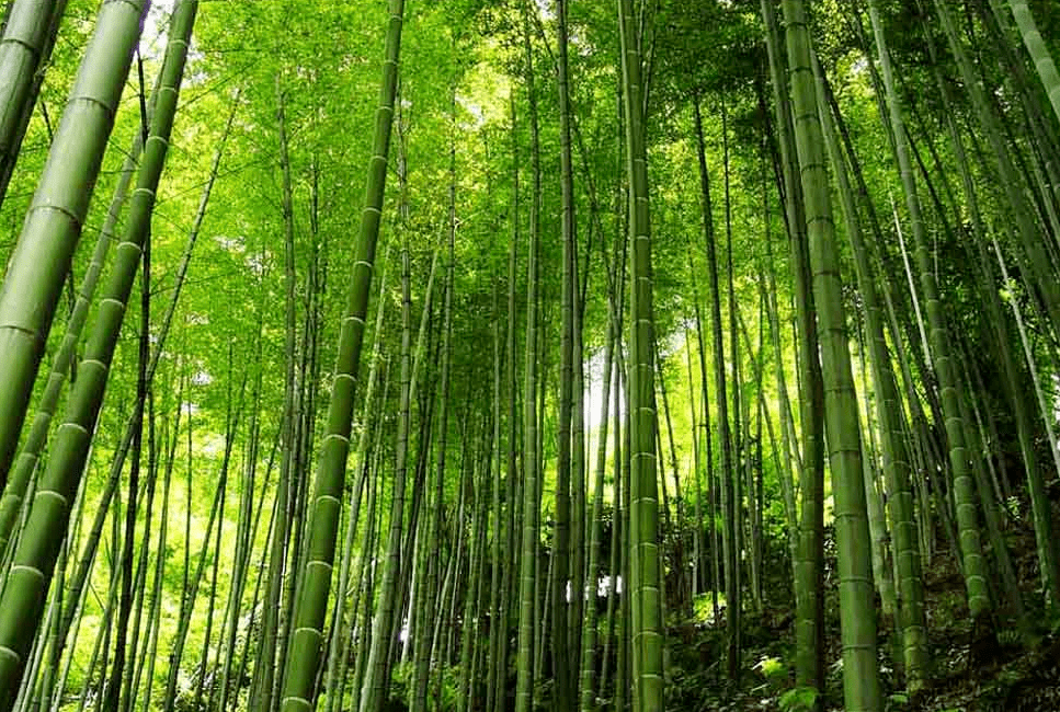 【散文】竹海乡愁‖覃鸿杰_澎湃号·政务_澎湃新闻-The Paper