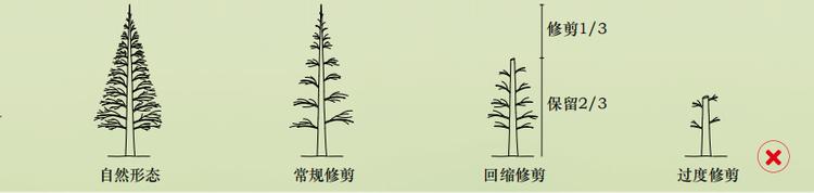 定了!今后你家小区的树,这样修剪!