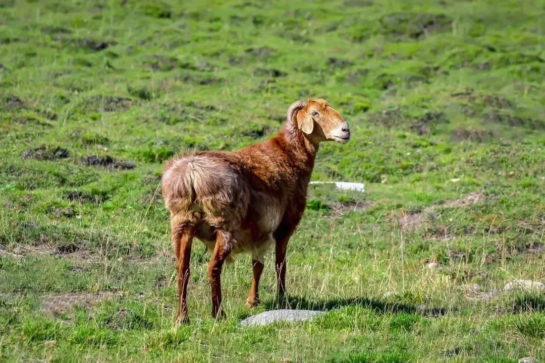 乌珠穆沁大尾羊图片