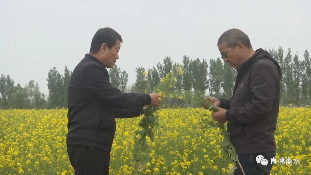 在深州市护驾迟镇的一处油菜花田里,盛开的油菜花将褐色的土地染成一