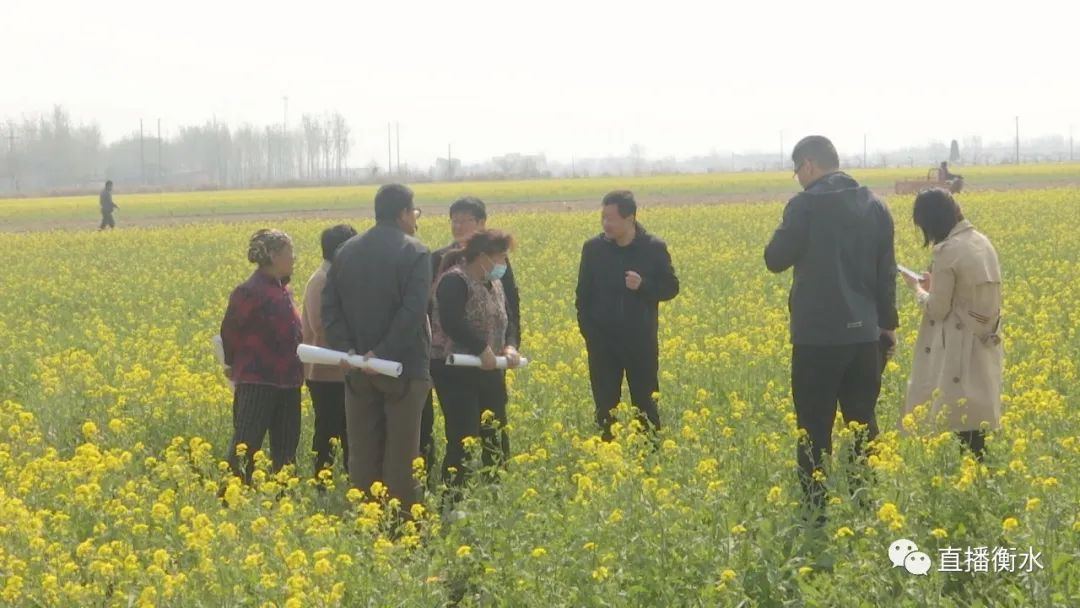 衡水小小油菜花盛开乡村振兴路