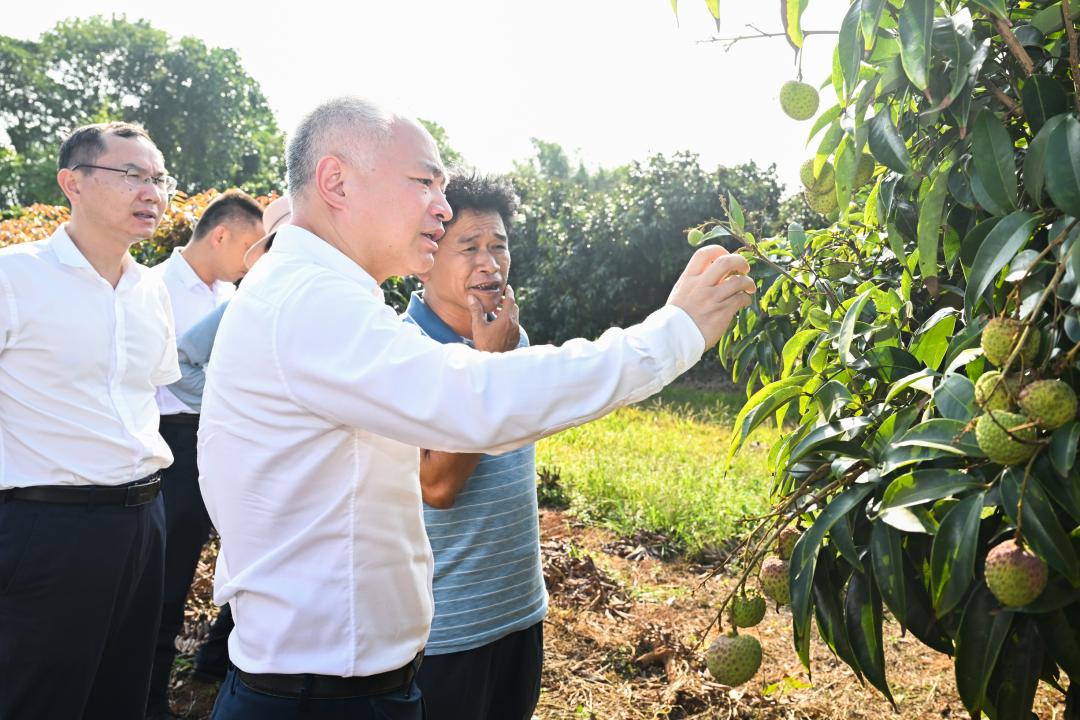丁晖调研火山荔枝重点种植基地
