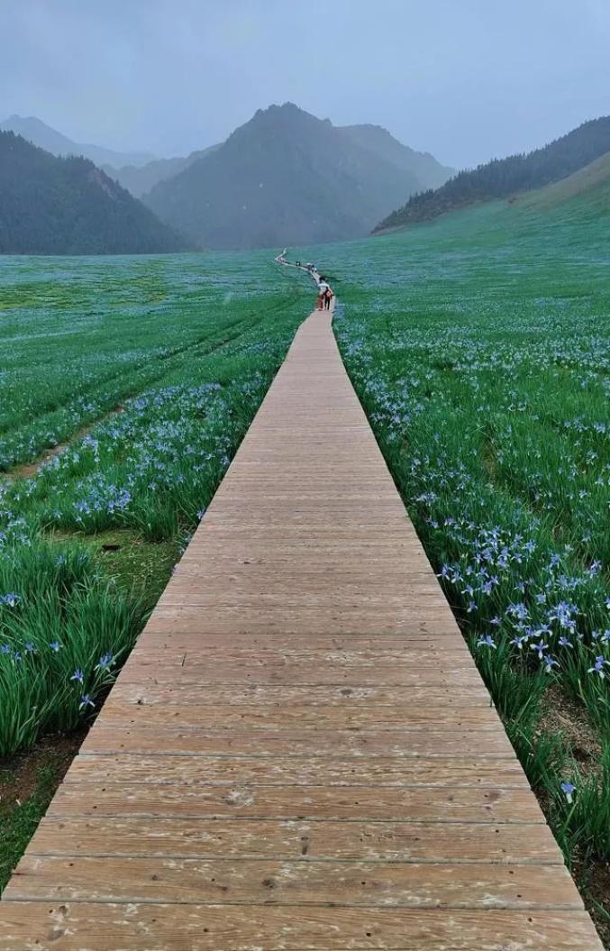 6月是武威天祝县最美的时候,这里将会呈现如梦如幻般漫天盖地的马兰花