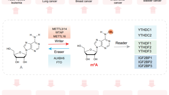 Life Med | 伊成器等发表m6A修饰与肿瘤治疗的综述