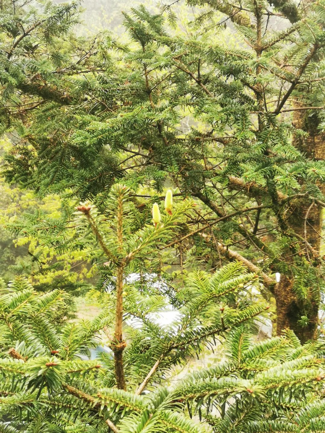 全球最濒危植物百山祖冷杉开花了!