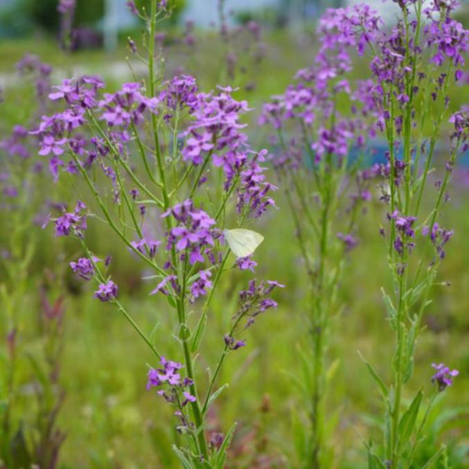 紫杆油菜花图片